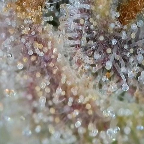 Orange Creamsicle X Hella Jelly growlog timeline photo
