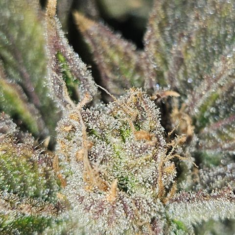 Orange Creamsicle X Hella Jelly growlog timeline photo