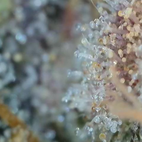 Orange Creamsicle X Hella Jelly growlog timeline photo