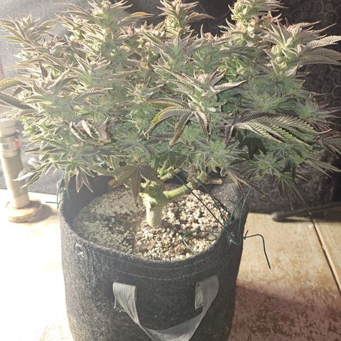 Orange Creamsicle X Hella Jelly growlog timeline photo