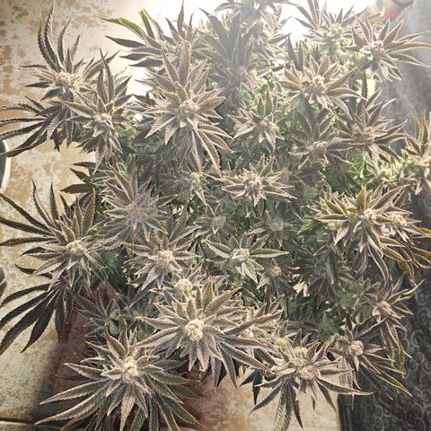 Orange Creamsicle X Hella Jelly growlog timeline photo