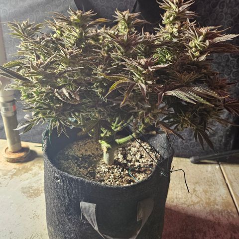 Orange Creamsicle X Hella Jelly growlog timeline photo