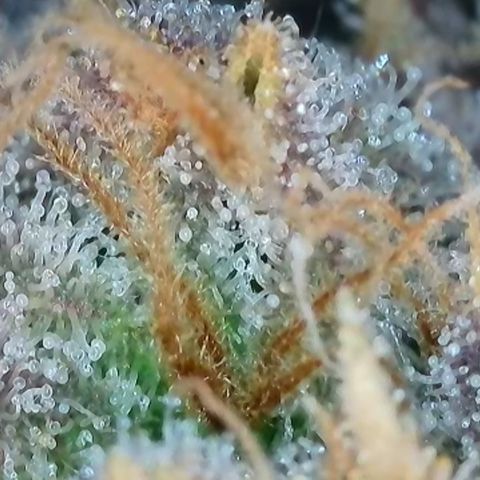 Orange Creamsicle X Hella Jelly growlog timeline photo