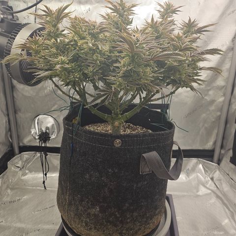 Orange Creamsicle X Hella Jelly growlog timeline photo