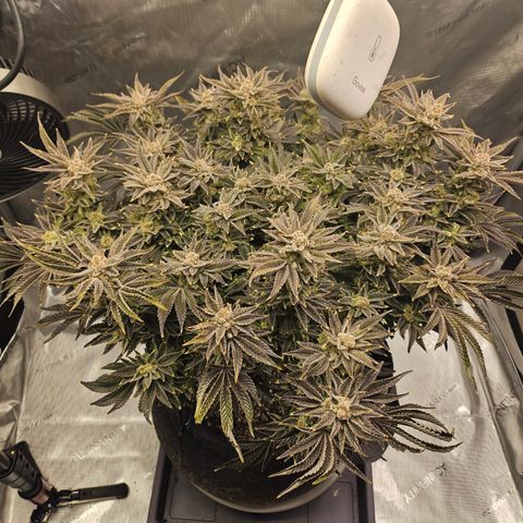 Orange Creamsicle X Hella Jelly growlog timeline photo