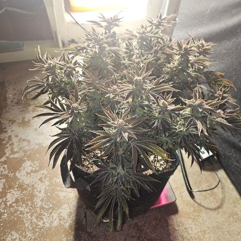 Orange Creamsicle X Hella Jelly growlog timeline photo