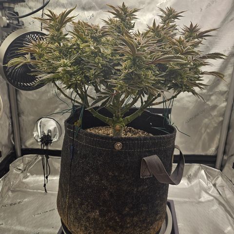 Orange Creamsicle X Hella Jelly growlog timeline photo