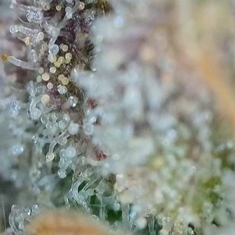 Orange Creamsicle X Hella Jelly growlog timeline photo