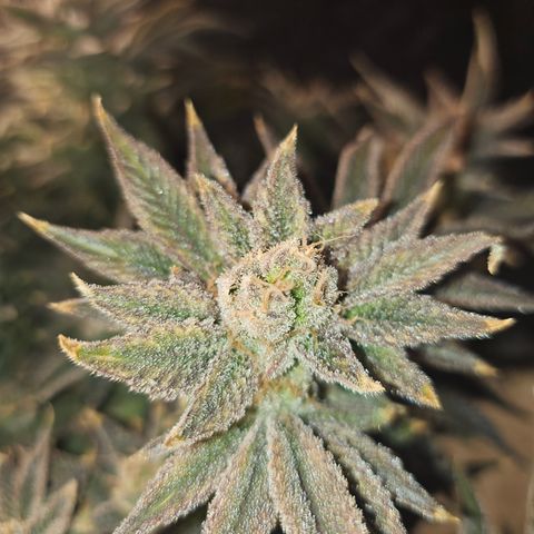 Orange Creamsicle X Hella Jelly growlog timeline photo