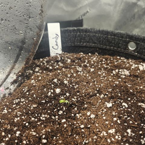 Granny Candy 🍬 growlog timeline photo