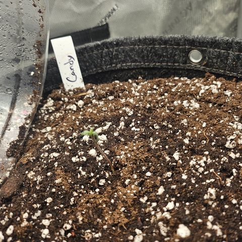 Granny Candy 🍬 growlog timeline photo