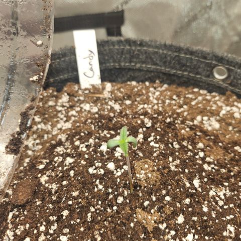 Granny Candy 🍬 growlog timeline photo