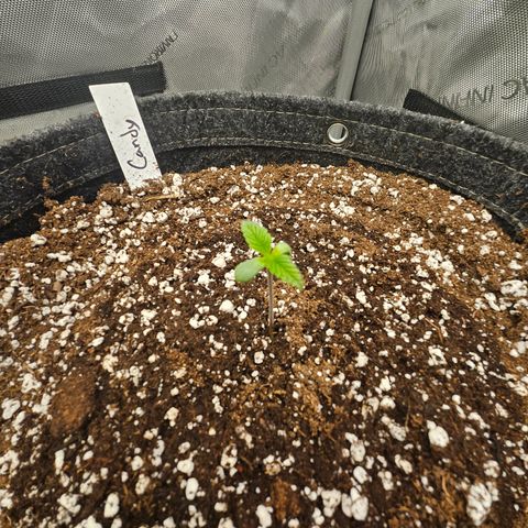 Granny Candy 🍬 growlog timeline photo