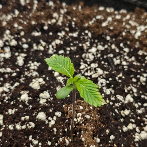 Granny Candy 🍬 growlog timeline photo