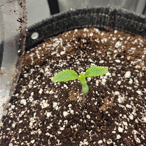 Granny Candy 🍬 growlog timeline photo