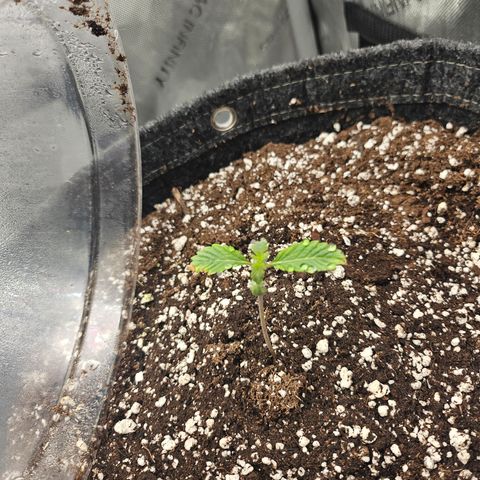 Granny Candy 🍬 growlog timeline photo