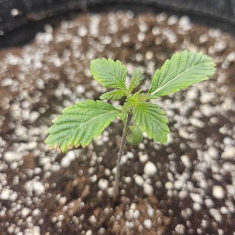 Granny Candy 🍬 growlog timeline photo