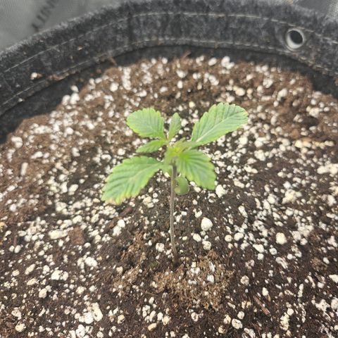 Granny Candy 🍬 growlog timeline photo