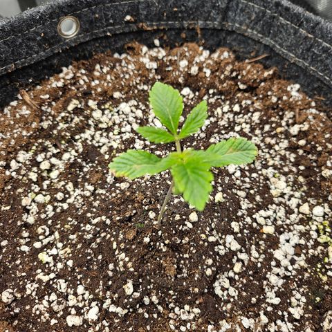 Granny Candy 🍬 growlog timeline photo