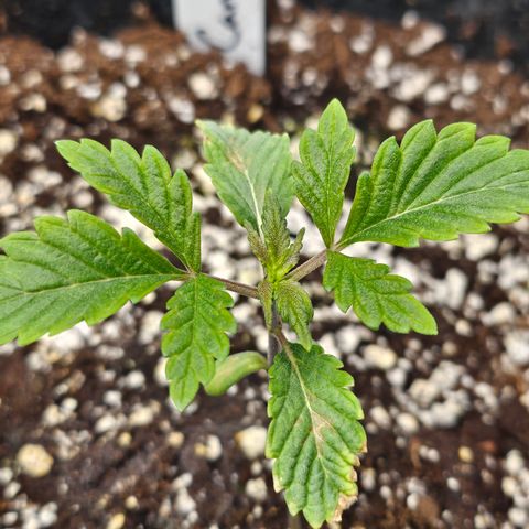 Granny Candy 🍬 growlog timeline photo