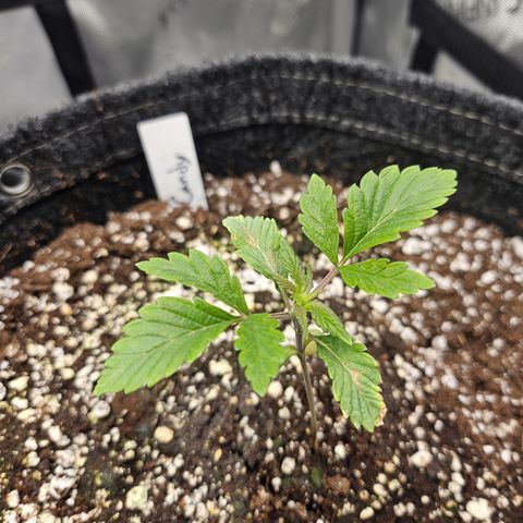 Granny Candy 🍬 growlog timeline photo