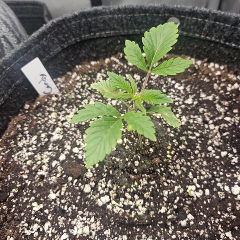 Granny Candy 🍬 growlog timeline photo