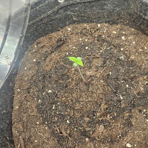 Bubblegum growlog timeline photo
