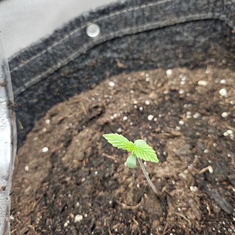 Bubblegum growlog timeline photo