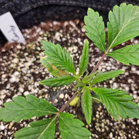 Granny Candy 🍬 growlog timeline photo