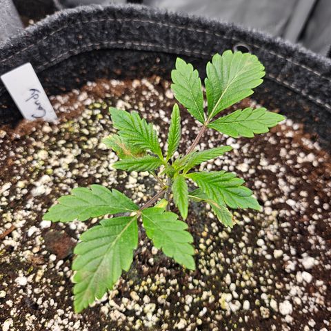 Granny Candy 🍬 growlog timeline photo