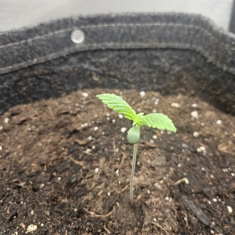 Bubblegum growlog timeline photo