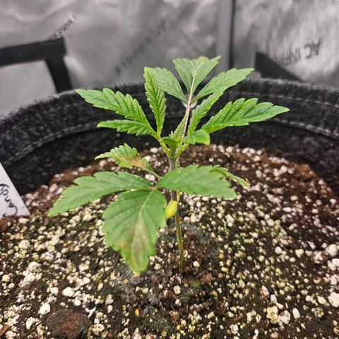 Granny Candy 🍬 growlog timeline photo