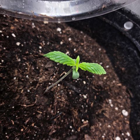 Bubblegum growlog timeline photo