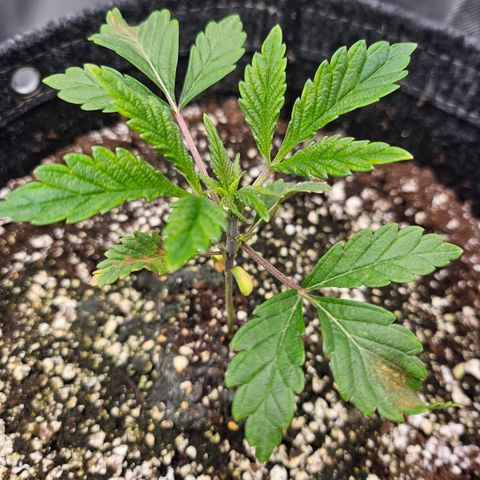 Granny Candy 🍬 growlog timeline photo