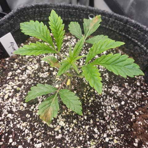 Granny Candy 🍬 growlog timeline photo