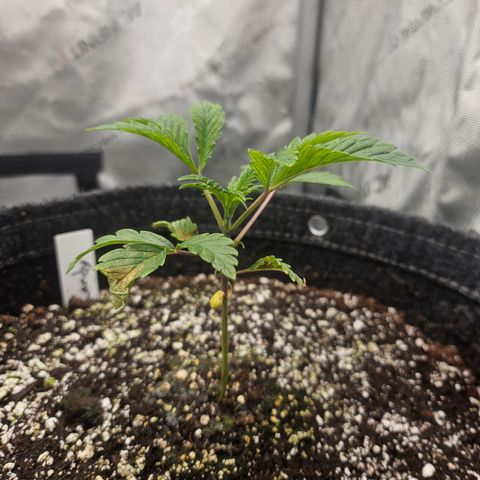 Granny Candy 🍬 growlog timeline photo