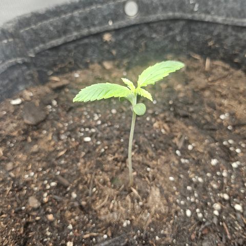 Bubblegum growlog timeline photo