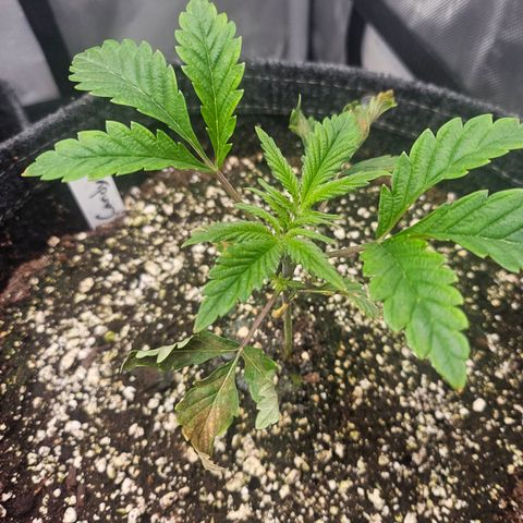 Granny Candy 🍬 growlog timeline photo