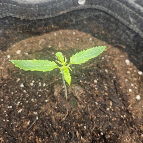 Bubblegum growlog timeline photo