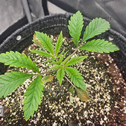 Granny Candy 🍬 growlog timeline photo