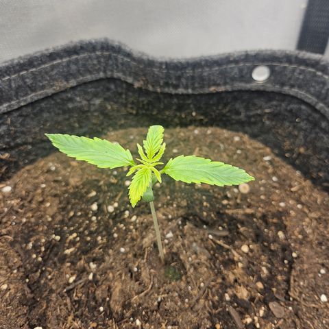 Bubblegum growlog timeline photo