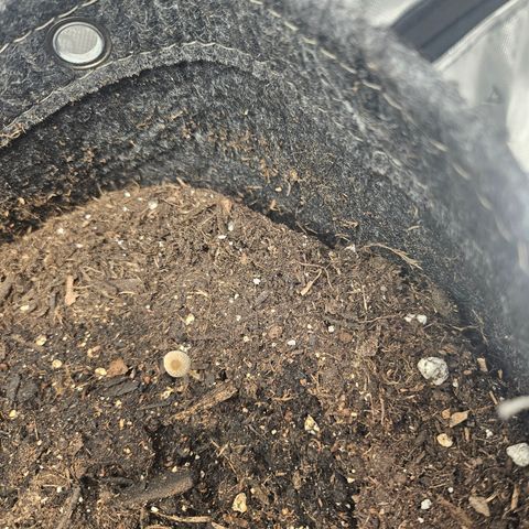 Bubblegum growlog timeline photo