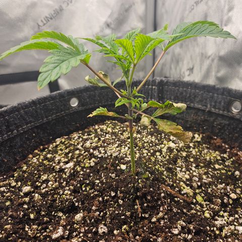 Granny Candy 🍬 growlog timeline photo