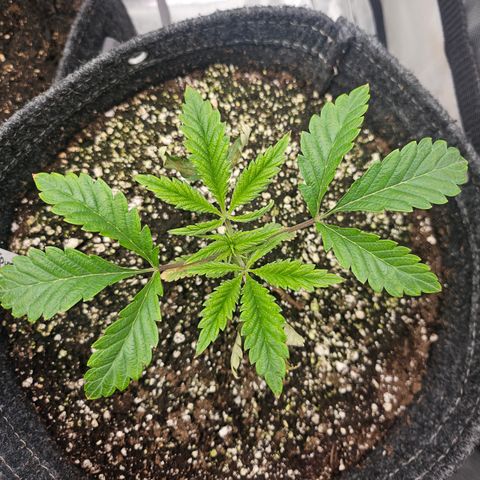 Granny Candy 🍬 growlog timeline photo
