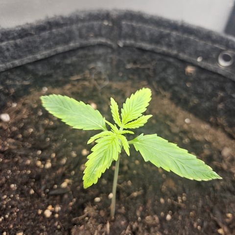 Bubblegum growlog timeline photo