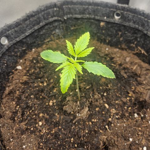 Bubblegum growlog timeline photo