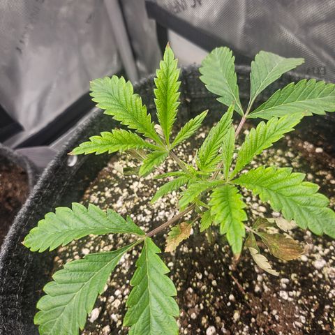 Granny Candy 🍬 growlog timeline photo