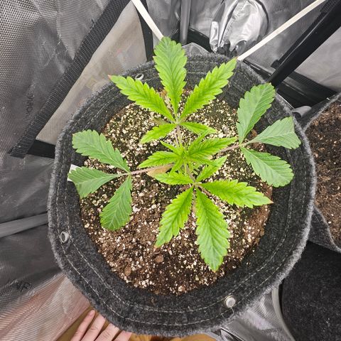Granny Candy 🍬 growlog timeline photo