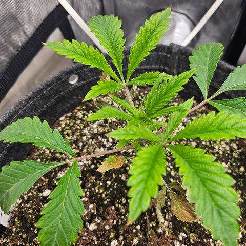 Granny Candy 🍬 growlog timeline photo