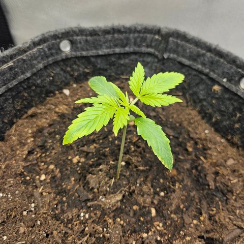 Bubblegum growlog timeline photo